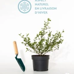 Céanothe Repens 7 Céanothe Repens -France Fournitures De Jardin Soldes 2024 qlh 100668 3