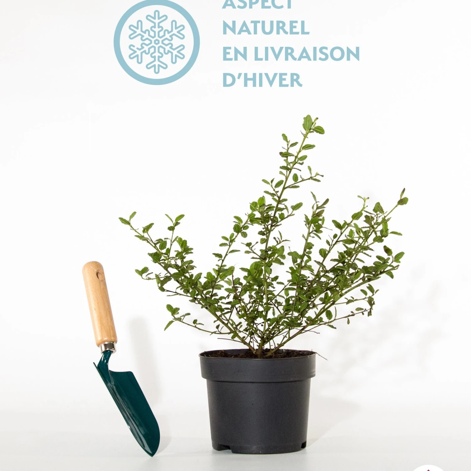 Céanothe Repens 5 Céanothe Repens – Image 3