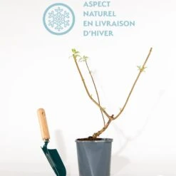 Arbre à Papillons Sungold 11 Arbre à Papillons Sungold -France Fournitures De Jardin Soldes 2024 qlh 101060 4 1700226127261