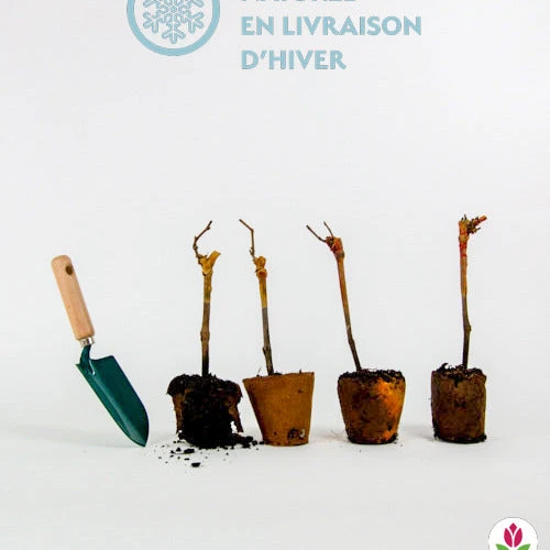 Collection De 4 Vignes 8 Collection De 4 Vignes – Image 6