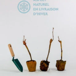 Collection De 3 Viticoles : Vitis Vinifera Pinot, Merlot, Chardonnay 11 Collection De 3 Viticoles : Vitis Vinifera Pinot, Merlot, Chardonnay -France Fournitures De Jardin Soldes 2024 qlh 104057 5