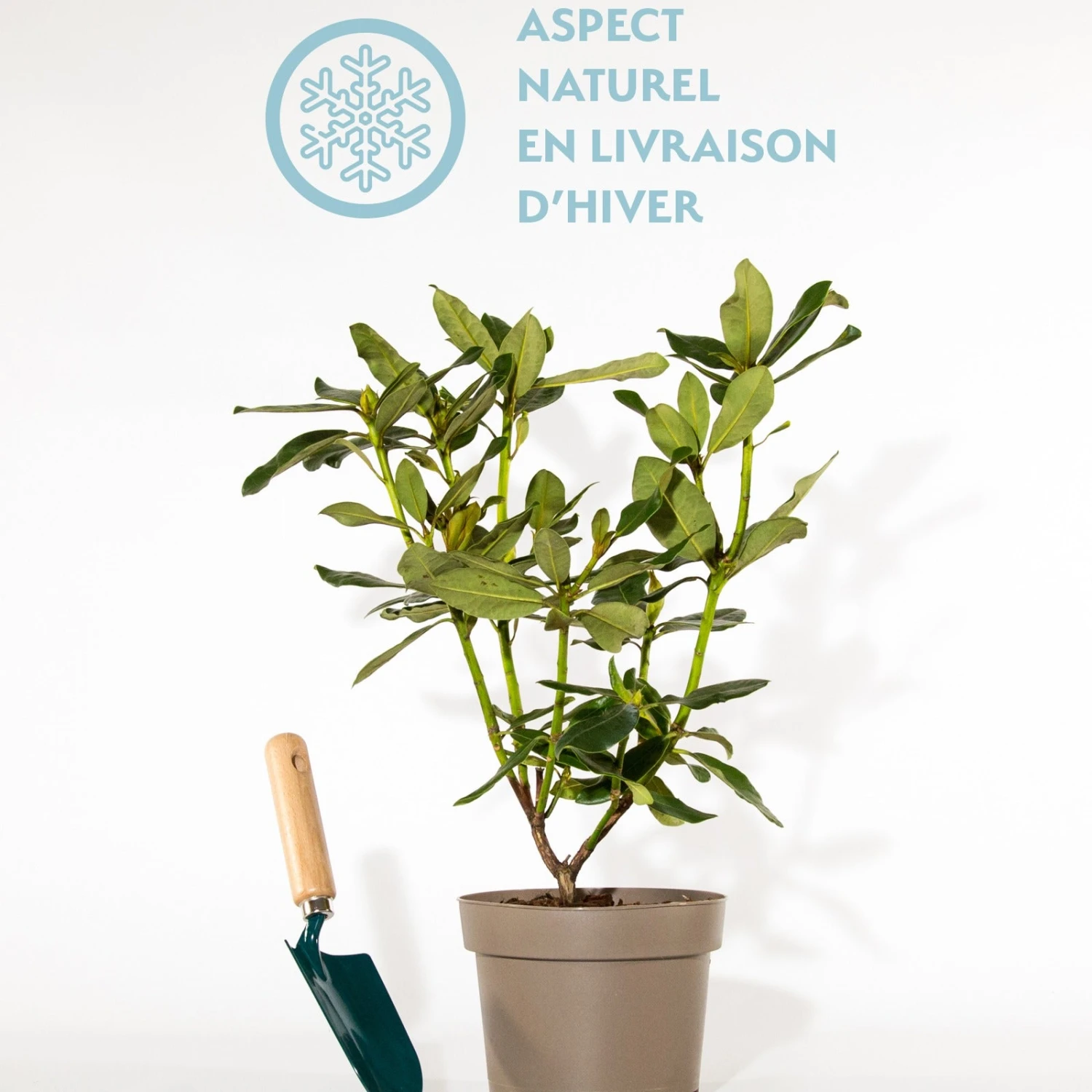 Rhododendron Nova Zembla 5 Rhododendron Nova Zembla – Image 3