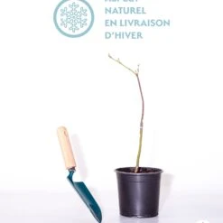 Erable Du Japon Garnet 7 Erable Du Japon Garnet -France Fournitures De Jardin Soldes 2024 qlh 41778 6