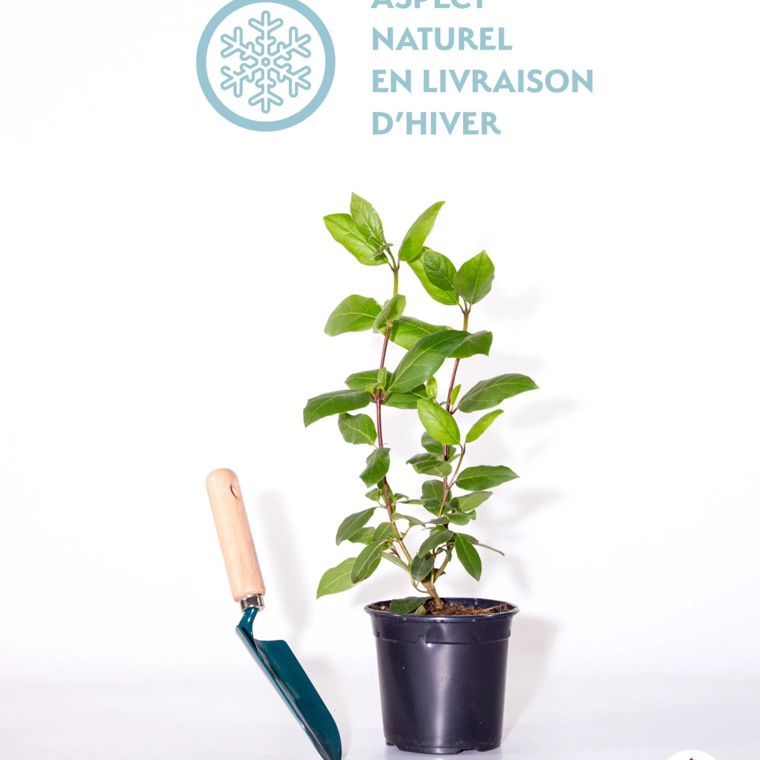 Viorne Tin Gwenllian 4 Viorne Tin Gwenllian – Image 2