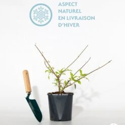 Arbre à Papillons Pink Delight -France Fournitures De Jardin Soldes 2024 qlh 43888 5