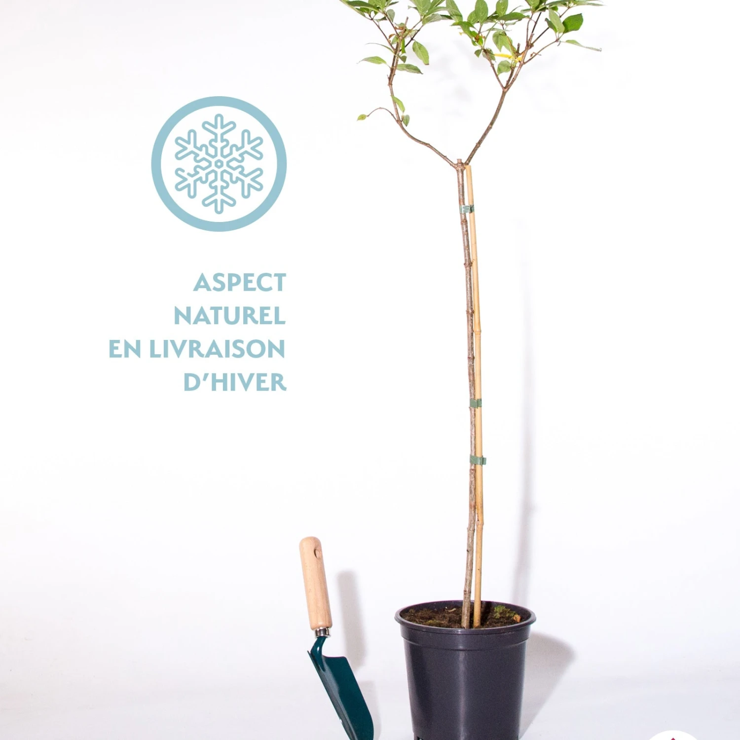 Hortensia Paniculé Limelight ® Sur Tige 4 Hortensia Paniculé Limelight ® Sur Tige – Image 2