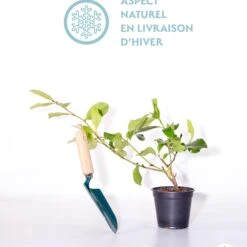 Magnolia Fairy White - Michelia Hybride 7 Magnolia Fairy White - Michelia Hybride -France Fournitures De Jardin Soldes 2024 qlh 56614 4