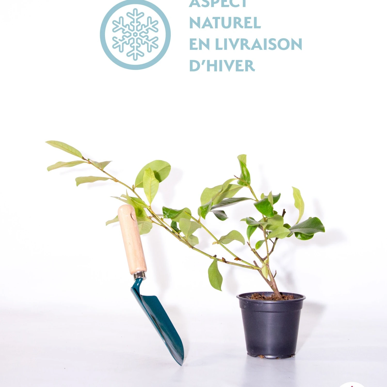 Magnolia Fairy White - Michelia Hybride 5 Magnolia Fairy White - Michelia Hybride – Image 3