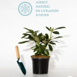 Rhododendron Compact Doc -France Fournitures De Jardin Soldes 2024 qlh 60010 7