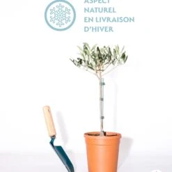 Olivier Sur Tige 16 Olivier Sur Tige -France Fournitures De Jardin Soldes 2024 qlh 64211 8