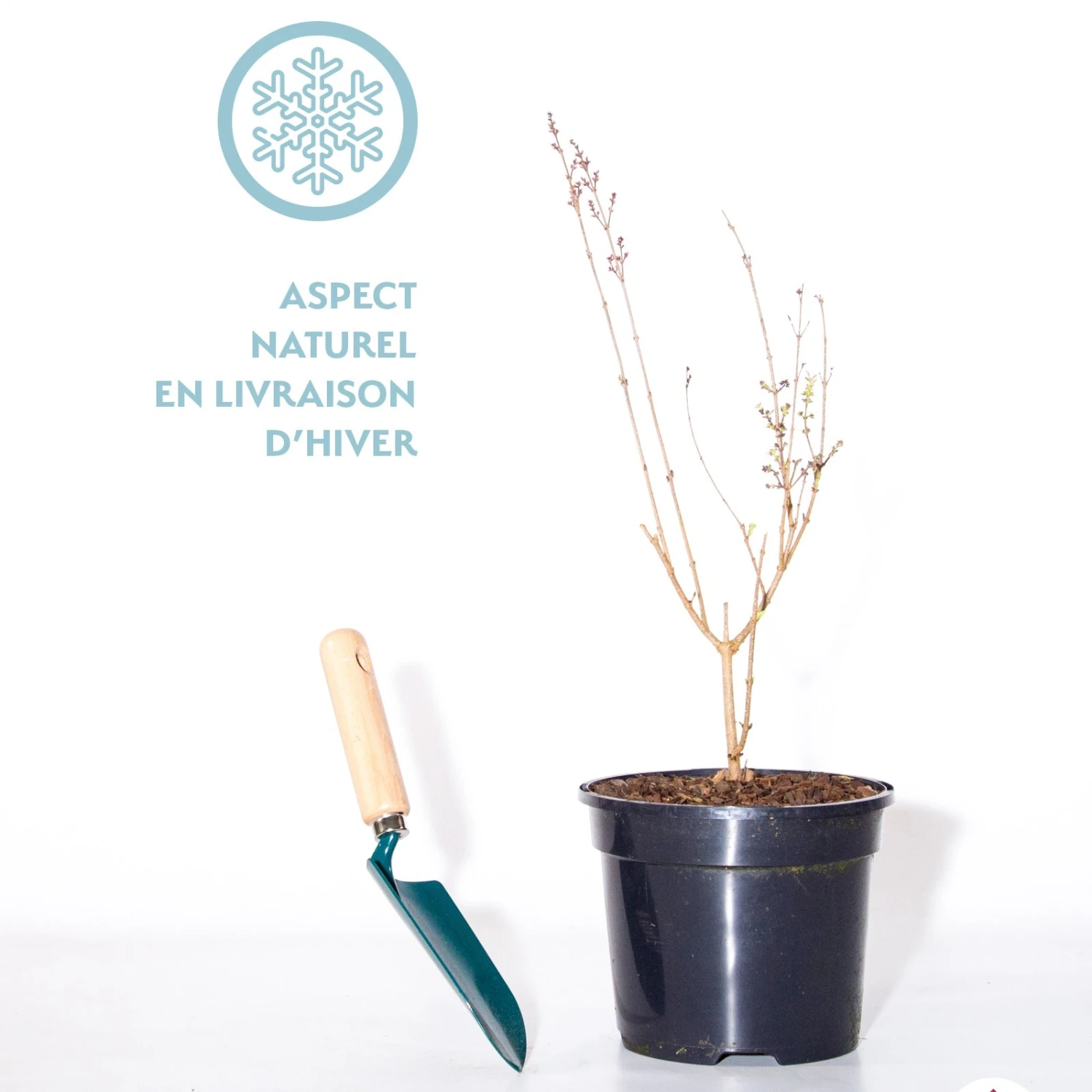 Lilas Parfum Rose 4 Lilas Parfum Rose – Image 2