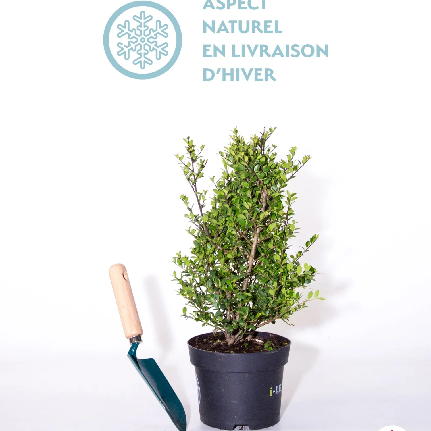 Houx Crénelé Boule Dark Green® 4 Houx Crénelé Boule Dark Green® – Image 2