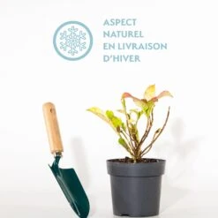 Hortensia Violet Intense -France Fournitures De Jardin Soldes 2024 qlh 87772 5 1699881671802