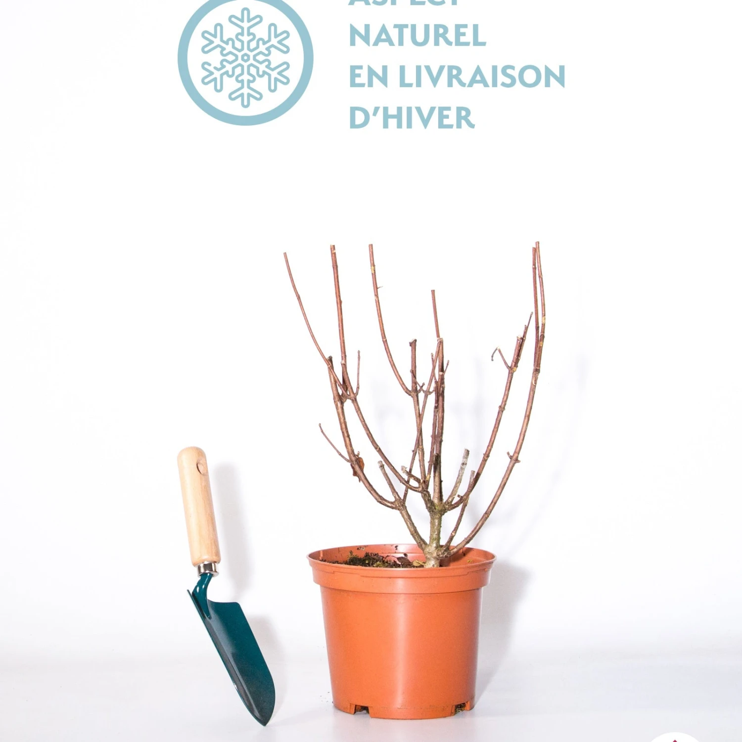 Hortensia Paniculé Silver Dollar 4 Hortensia Paniculé Silver Dollar – Image 2