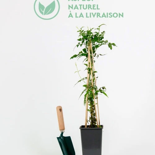 Jasmin Blanc D'hiver 4 Jasmin Blanc D'hiver – Image 2