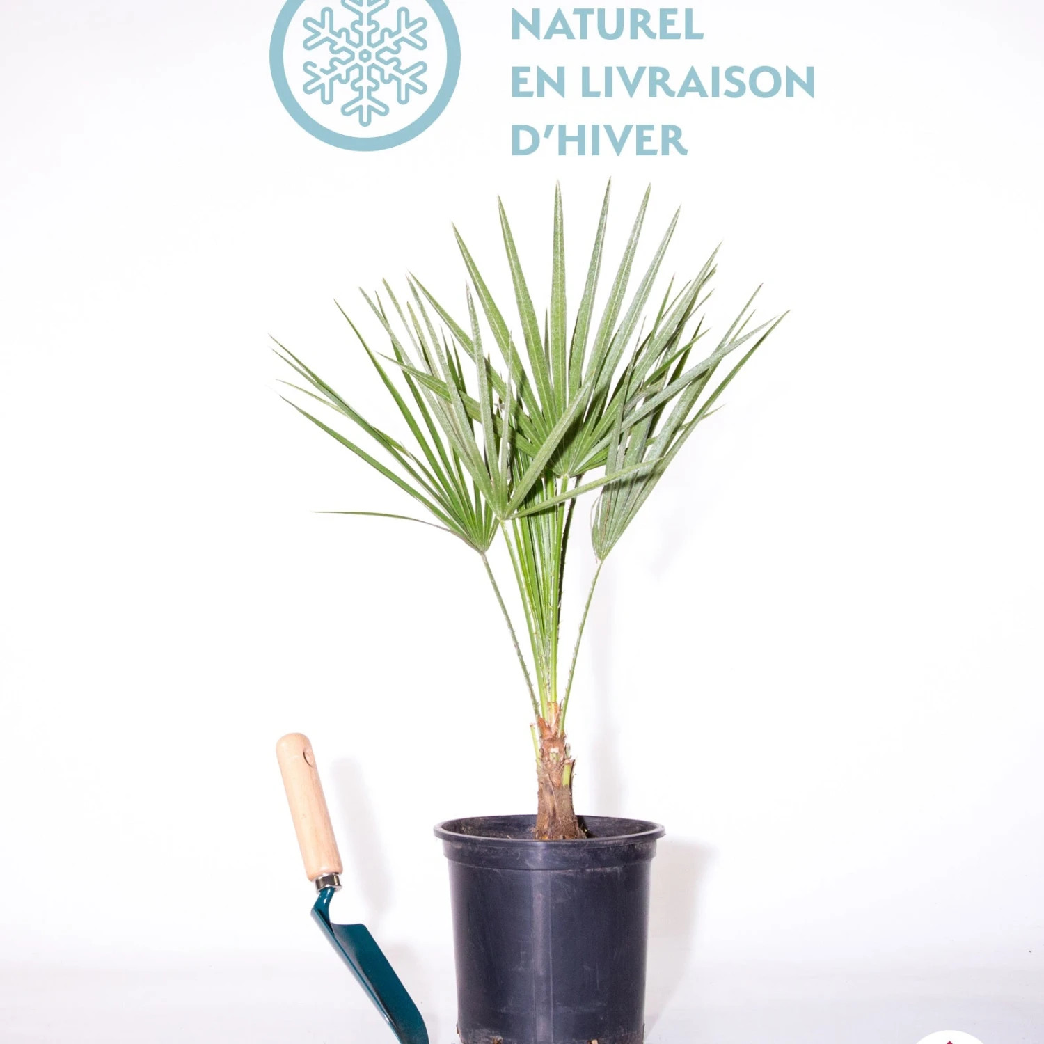 Palmier Nain De Méditerranée 5 Palmier Nain De Méditerranée – Image 3