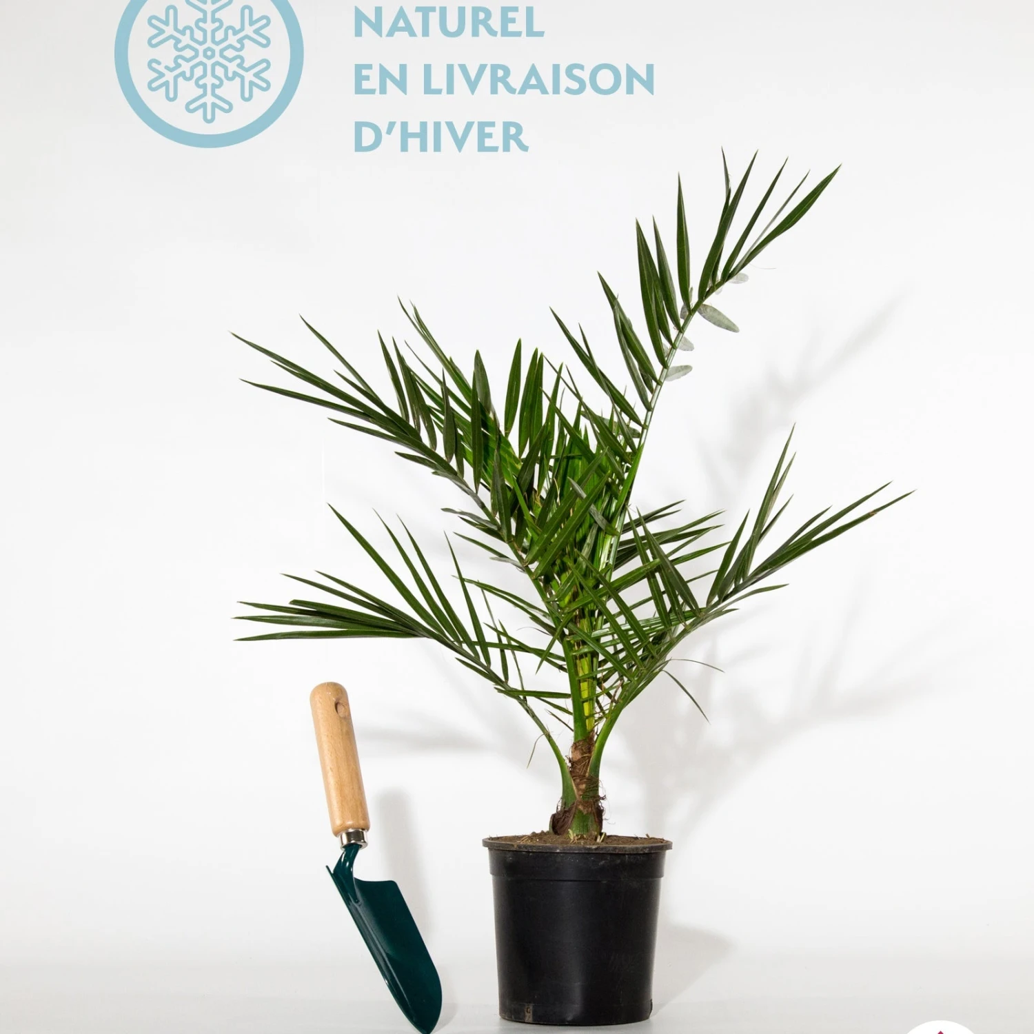 Palmier Des Canaries 7 Palmier Des Canaries – Image 5