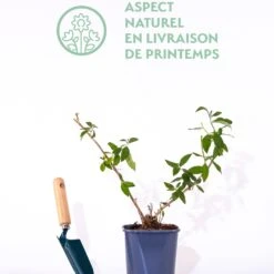 Arbre à Papillons Sungold 10 Arbre à Papillons Sungold -France Fournitures De Jardin Soldes 2024 qlp 101060 5 1700226123095