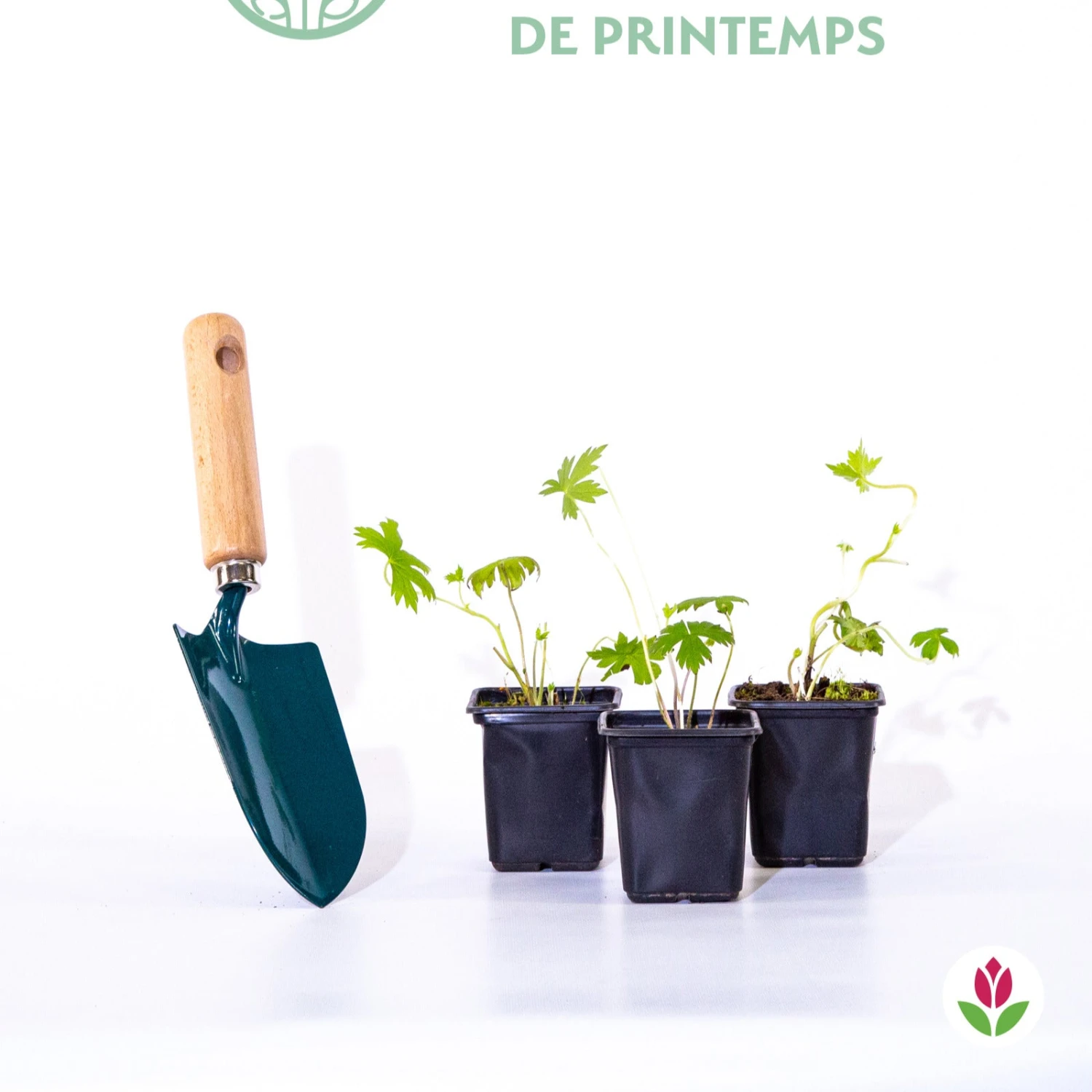 2 Delphiniums Magic Fountain En Mélange 4 2 Delphiniums Magic Fountain En Mélange – Image 2