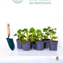 Collection De 6 Géraniums : Rouges, Blancs, Abricot 17 Collection De 6 Géraniums : Rouges, Blancs, Abricot -France Fournitures De Jardin Soldes 2024 qlp 103907 8 1706095439827