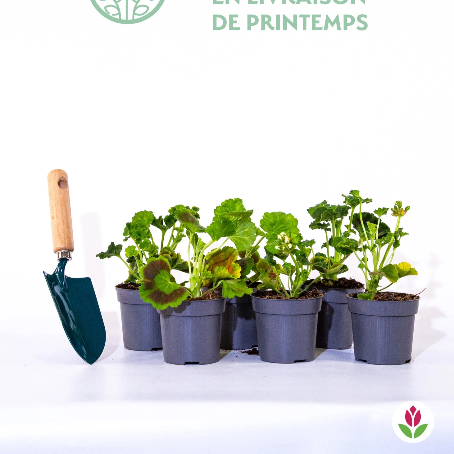 Collection De 6 Géraniums : Rouges, Blancs, Abricot 10 Collection De 6 Géraniums : Rouges, Blancs, Abricot – Image 8