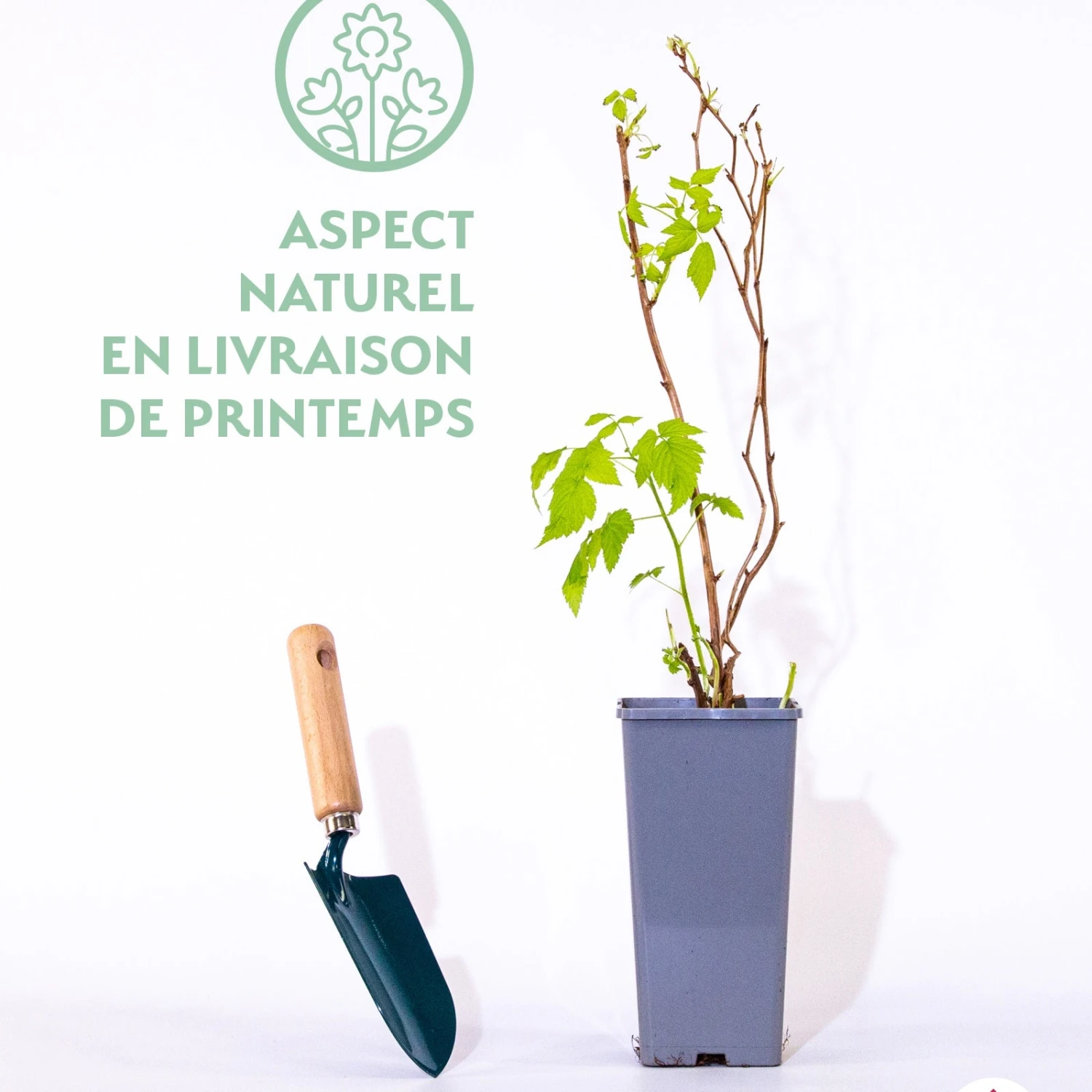 Ronce D'ornement Olympic Double 4 Ronce D'ornement Olympic Double â Image 2