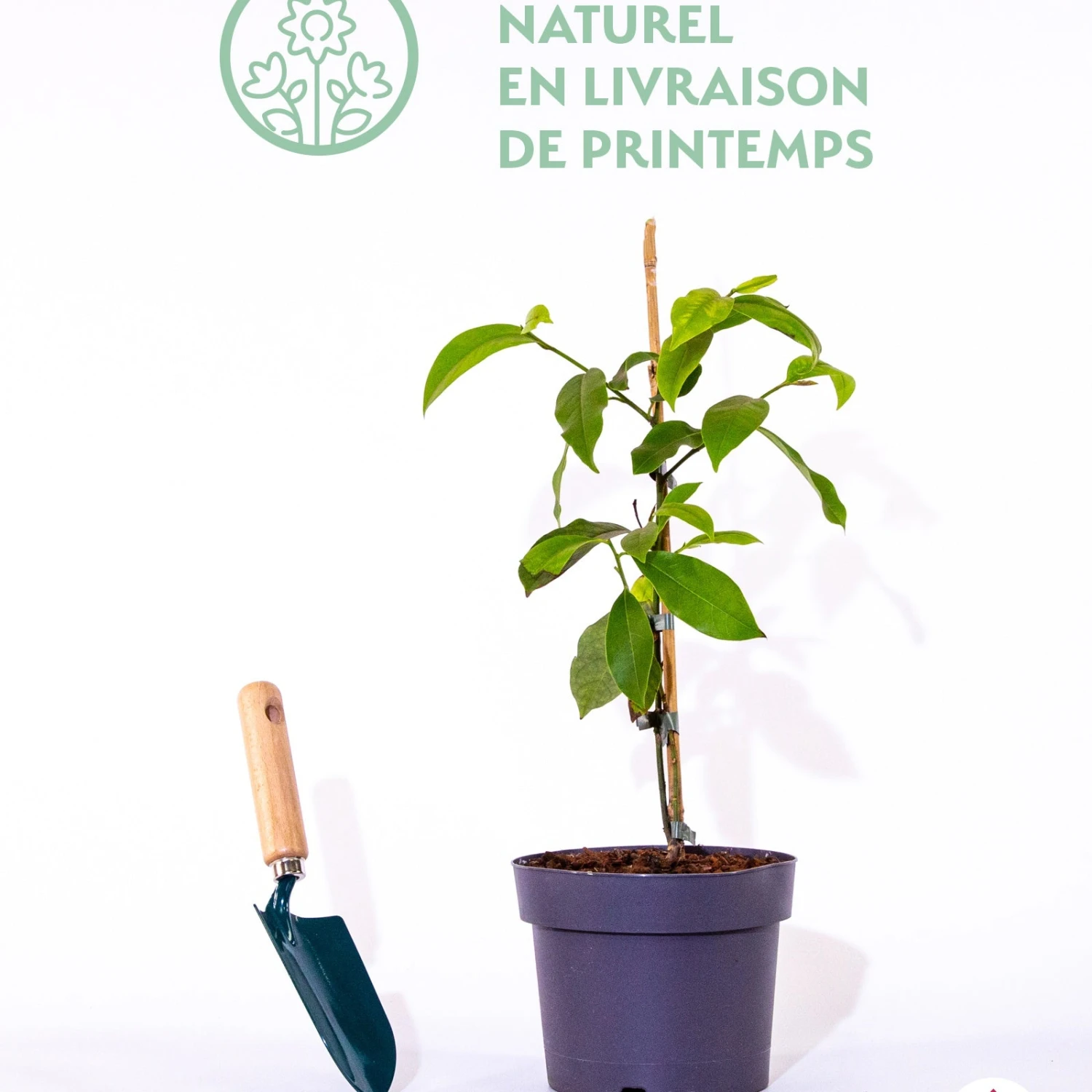 Magnolia Fairy White - Michelia Hybride 4 Magnolia Fairy White - Michelia Hybride – Image 2