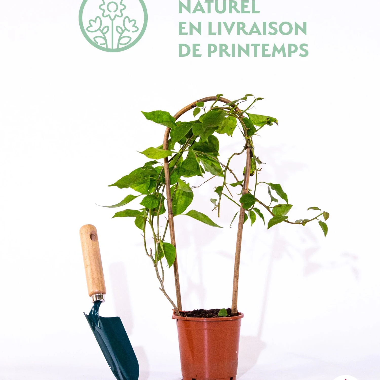 Bougainvillier Blanc 4 Bougainvillier Blanc – Image 2