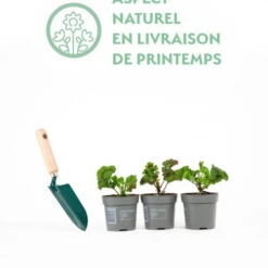 3 Géraniums Orange 9 3 Géraniums Orange -France Fournitures De Jardin Soldes 2024 qlp 82000 7