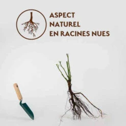 Rosier Buisson Doris Tysterman -France Fournitures De Jardin Soldes 2024 qlr 100349 4 1706544752548