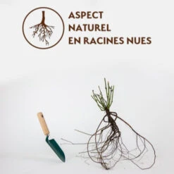 Rosier Princesse De Galles ® Hardinkum -France Fournitures De Jardin Soldes 2024 qlr 100384 4 1700047754805