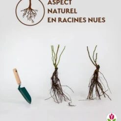 Collection De 2 Rosiers Grimpants Vlammenspel Et Paul's Lemon Pillar -France Fournitures De Jardin Soldes 2024 qlr 103762 3 1706090522829