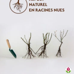 Collection De 3 Rosiers Grimpants : Métanoïa, Musimara, Indigoletta -France Fournitures De Jardin Soldes 2024 qlr 103764 6 1706090507322