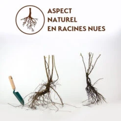 Collection De 2 Rosiers Botaniques -France Fournitures De Jardin Soldes 2024 qlr 103779 5