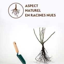 Rosier Grimpant Santana ® -France Fournitures De Jardin Soldes 2024 qlr 26002 4 1700062258064