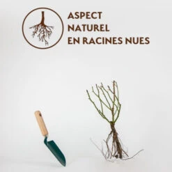 Rosier Floribunda Leonardo Da Vinci ® Medeauri -France Fournitures De Jardin Soldes 2024 qlr 50942 7