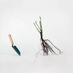 Rosier Buisson Nostalgie ® 9 Rosier Buisson Nostalgie ® -France Fournitures De Jardin Soldes 2024 qlr 74888 5 1703063651325