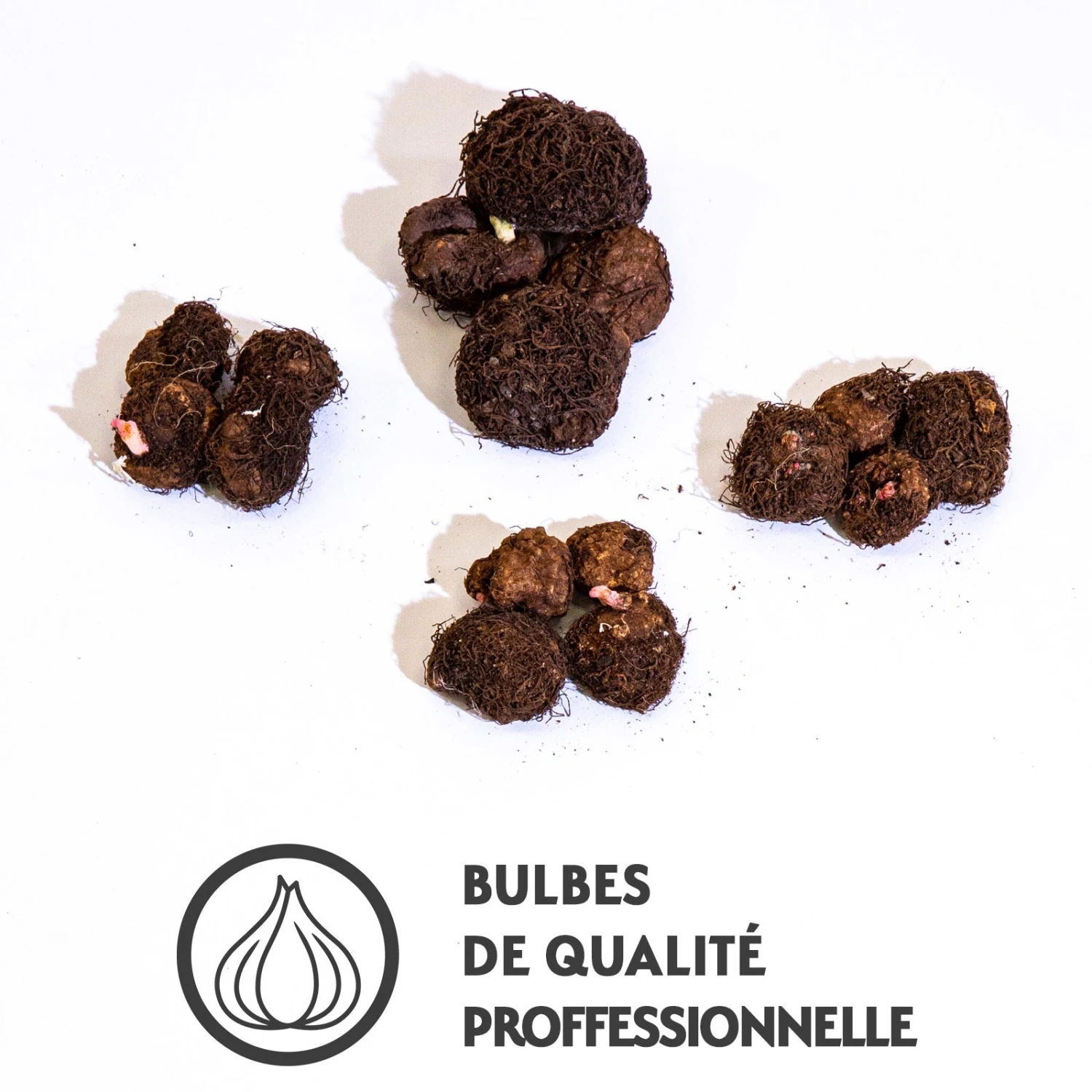 16 Bégonias Non Stop Jaunes, Rouges, Roses, Blancs En Mélange 6 16 Bégonias Non Stop Jaunes, Rouges, Roses, Blancs En Mélange – Image 4