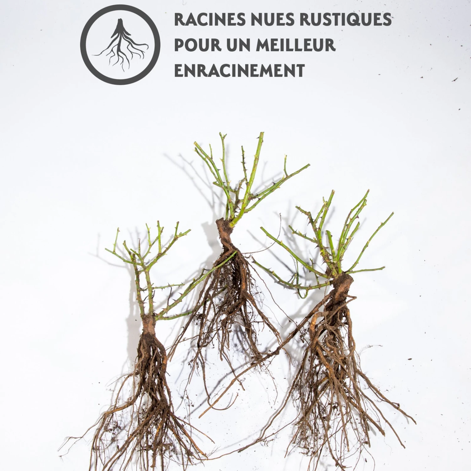 3 Rosiers Couvre-sols Happy Chappy 4 3 Rosiers Couvre-sols Happy Chappy – Image 2