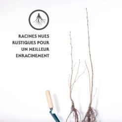 2 Noisetiers Vert -France Fournitures De Jardin Soldes 2024 qlz 100394 4 1706536698577