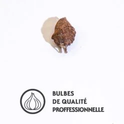 Glycine Tubéreuse -France Fournitures De Jardin Soldes 2024 qlz 100459 3