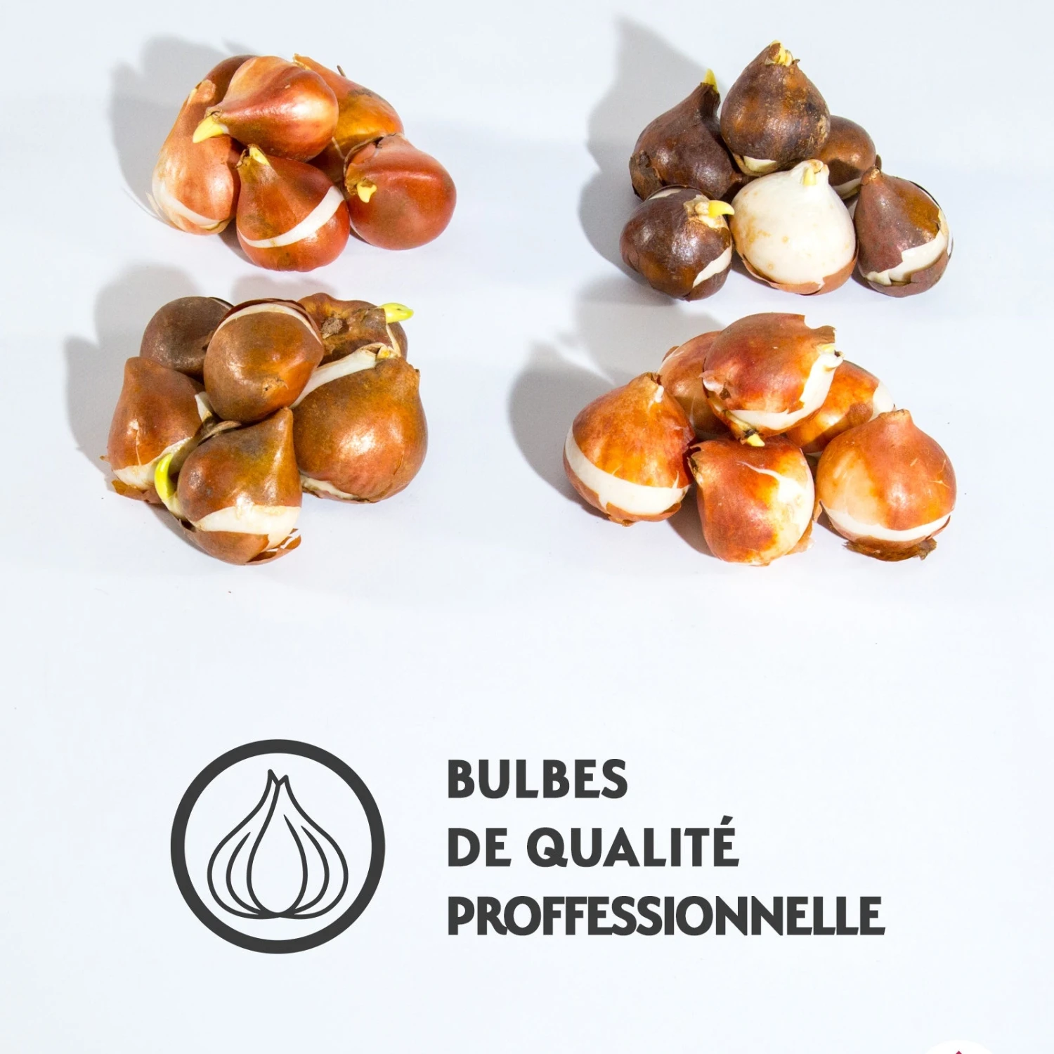 Collection De Tulipes à Fleurs De Pivoine 10 Collection De Tulipes à Fleurs De Pivoine – Image 8