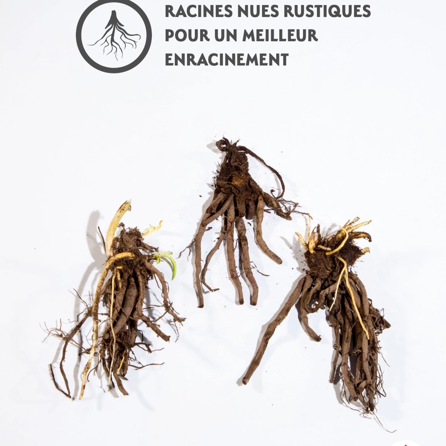 3 Hémérocalles Fooled Me Série 500 4 3 Hémérocalles Fooled Me Série 500 – Image 2