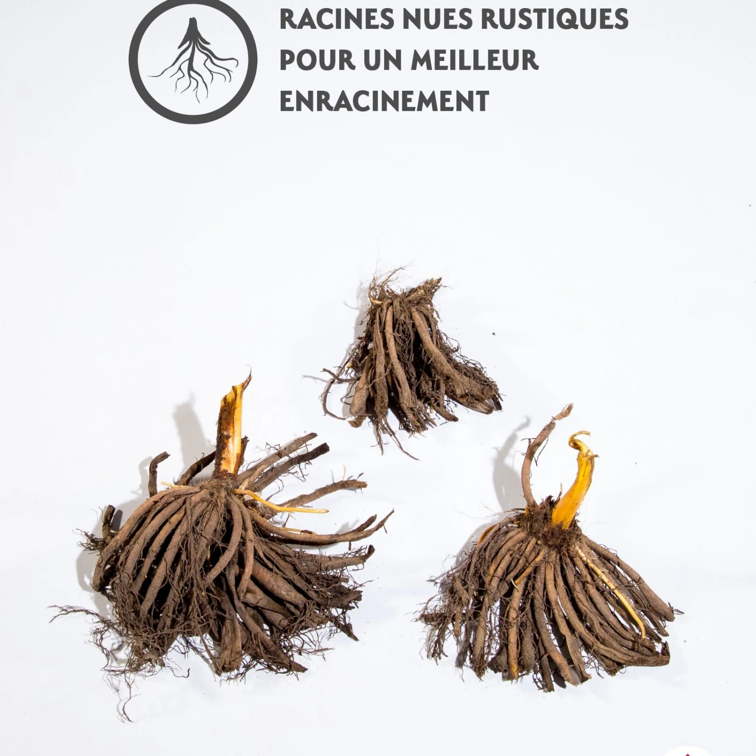 3 Hémérocalles Frosted Vintage Ruffles Série 500 4 3 Hémérocalles Frosted Vintage Ruffles Série 500 – Image 2