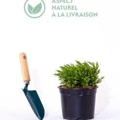 Hebe Emerald Green 7 Hebe Emerald Green -France Fournitures De Jardin Soldes 2024 qlz 100669 1