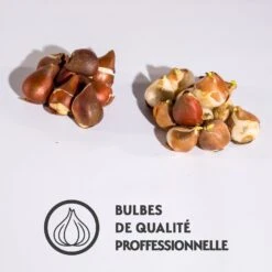 Collection De 20 Tulipes Romantiques Angélique Et Shirley -France Fournitures De Jardin Soldes 2024 qlz 100784 4 1700128105273