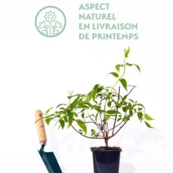 Deutzia Pulchra 5 Deutzia Pulchra -France Fournitures De Jardin Soldes 2024 qlz 101389 3 1706536922239