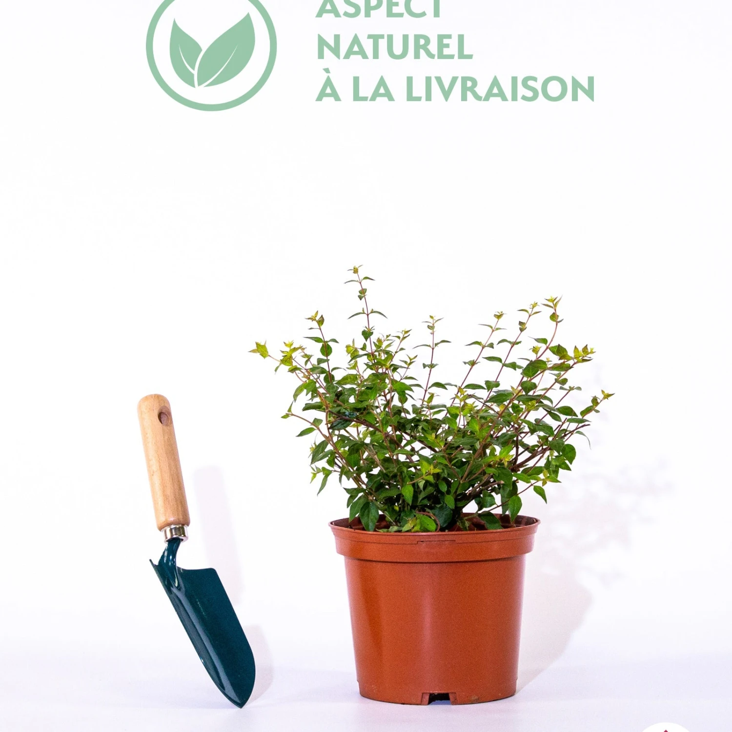 Abélia à Grandes Fleurs Sunny Charm ® 4 Abélia à Grandes Fleurs Sunny Charm ® – Image 2