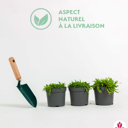 3 Pourpiers De Cooper En Mélange 4 3 Pourpiers De Cooper En Mélange – Image 2