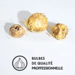 Collection De 3 Couronnes Impériales : Jaune, Rouge, Orange -France Fournitures De Jardin Soldes 2024 qlz 103710 3 1700125127438